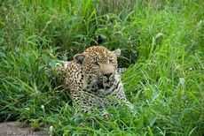 leopard (14 von 60).jpg